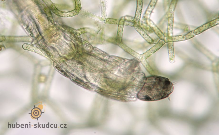 larva pakomára